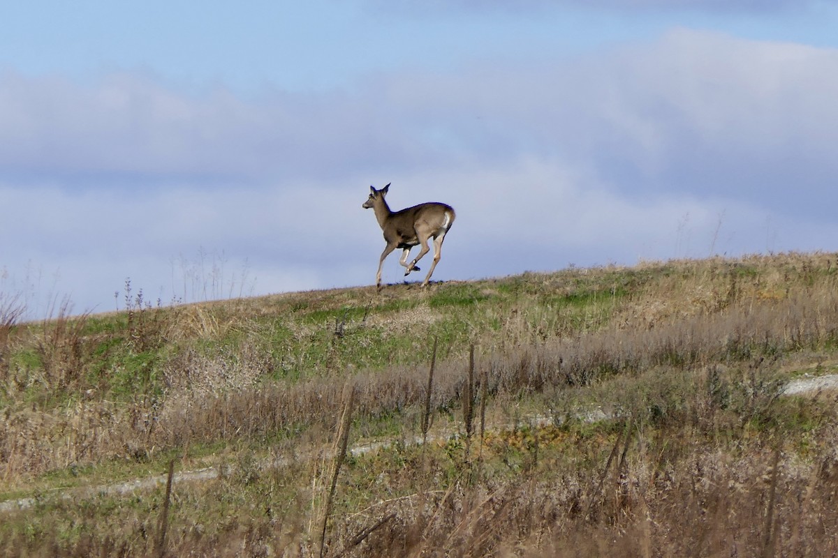 White-tailed Deer - ML645495238
