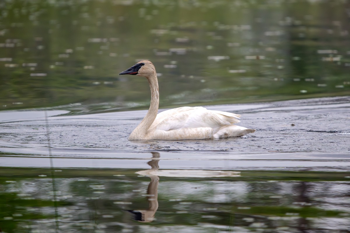 Trumpeter Swan - ML645495243