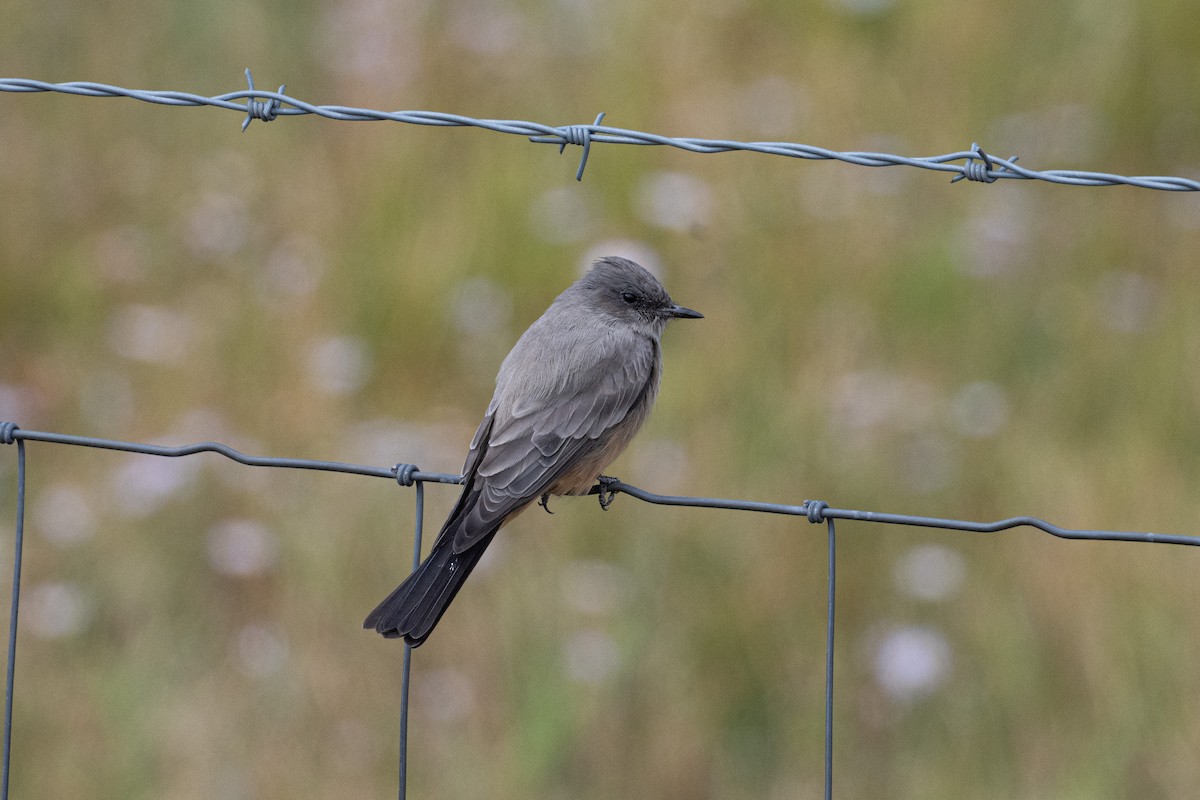 brunfibi - ML645495244