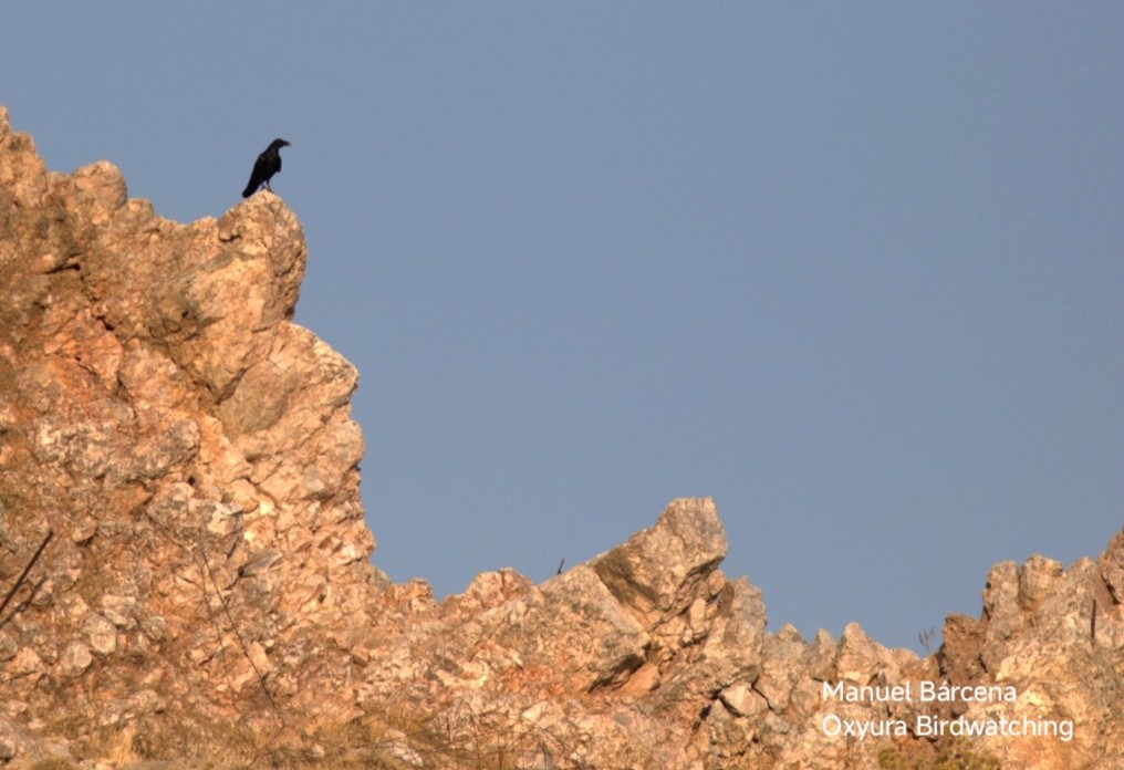 krkavec velký - ML645495245