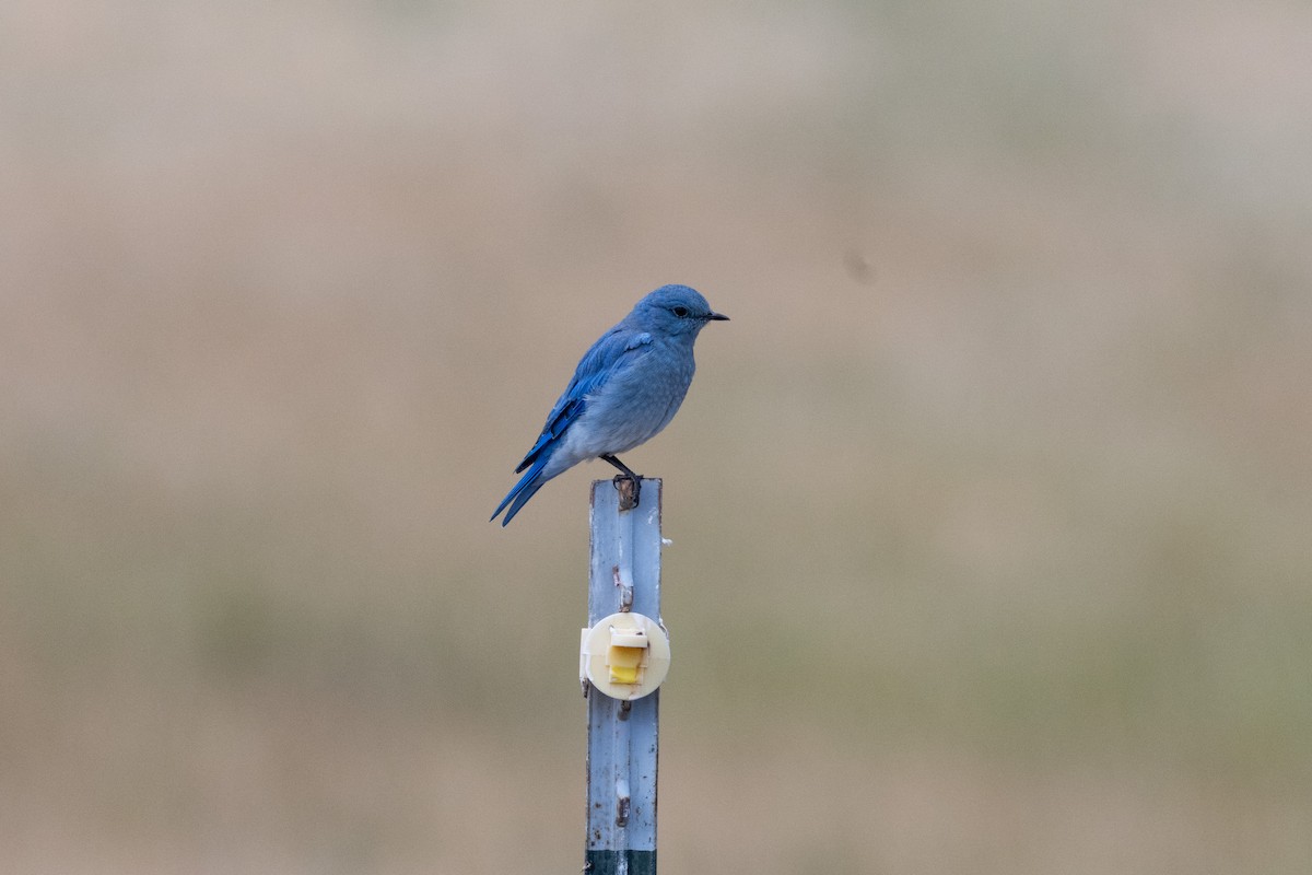 fjellblåfugl - ML645495246