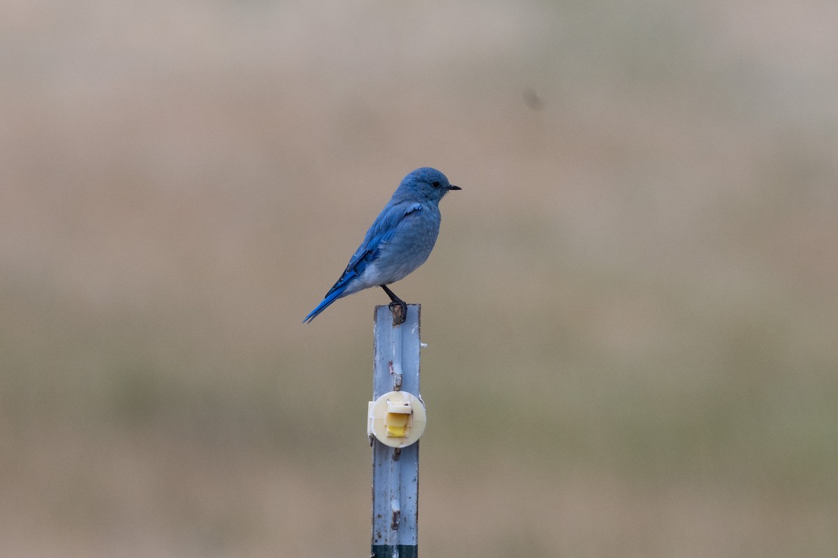 fjellblåfugl - ML645495254