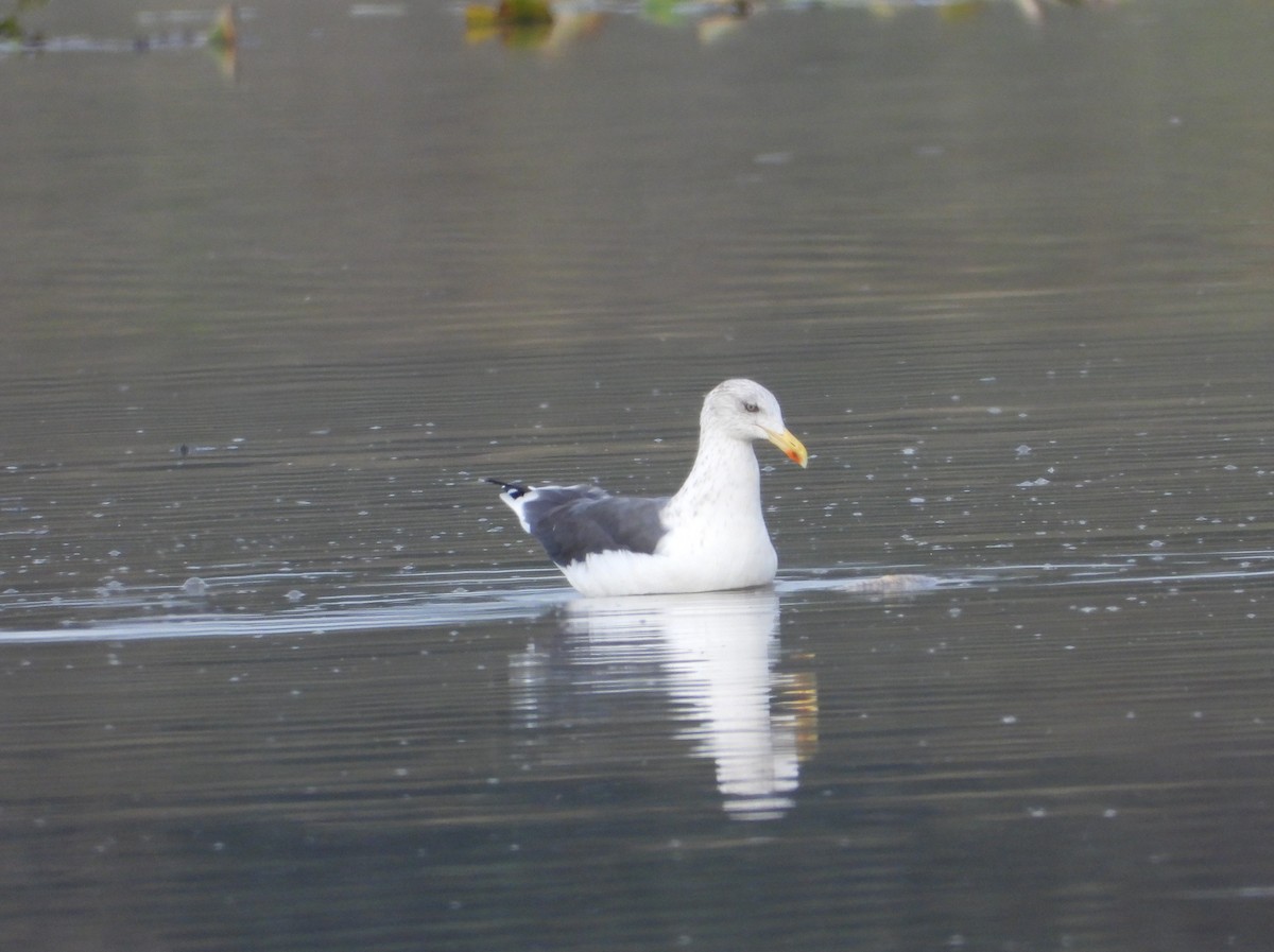 Zafferano - ML645495255