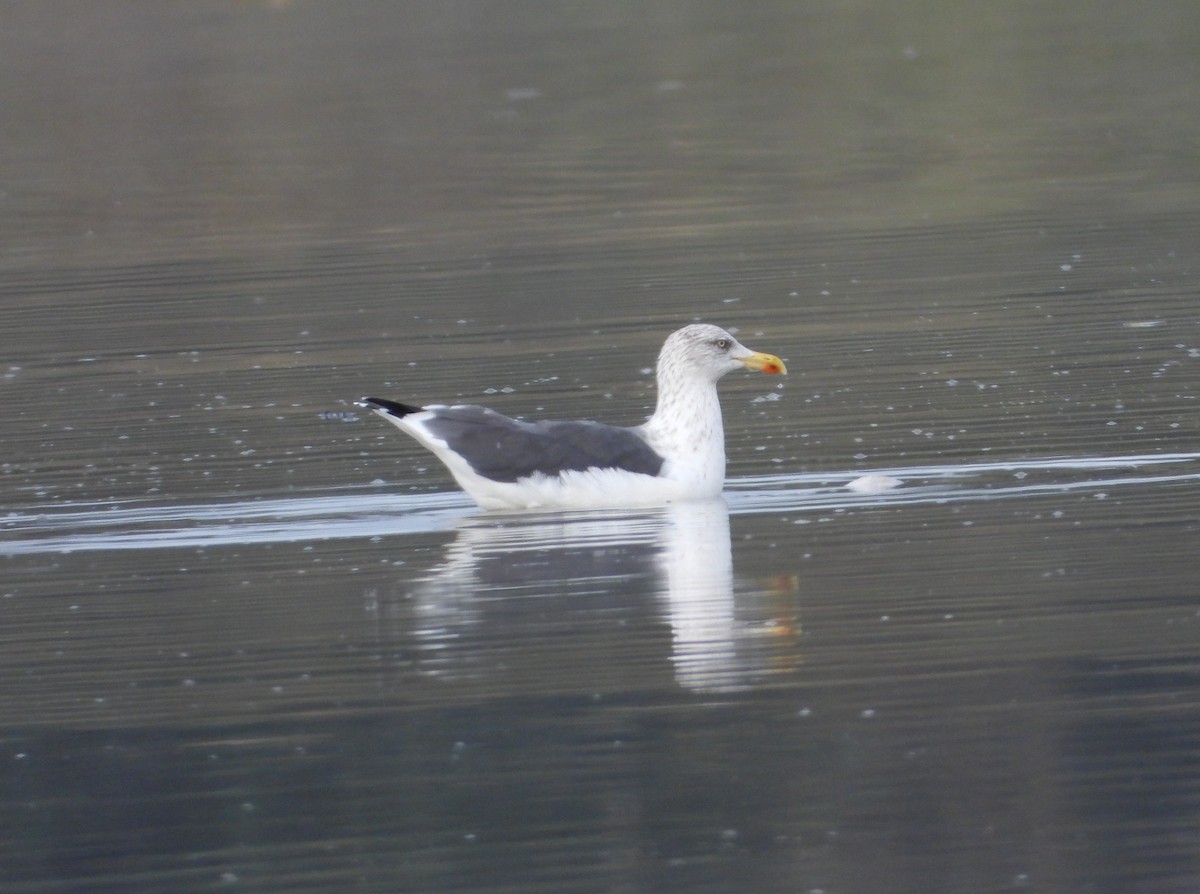 Zafferano - ML645495256