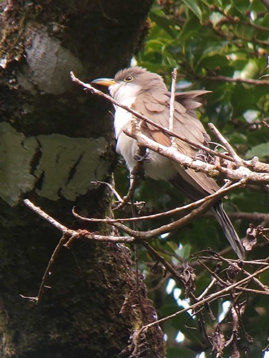 Yellow-billed Cuckoo - ML645495257
