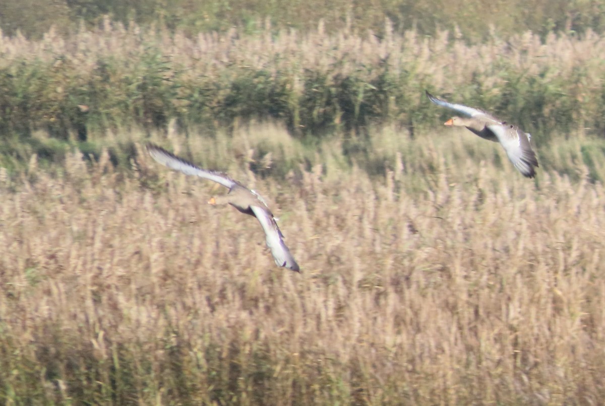 Graylag Goose - ML645495258