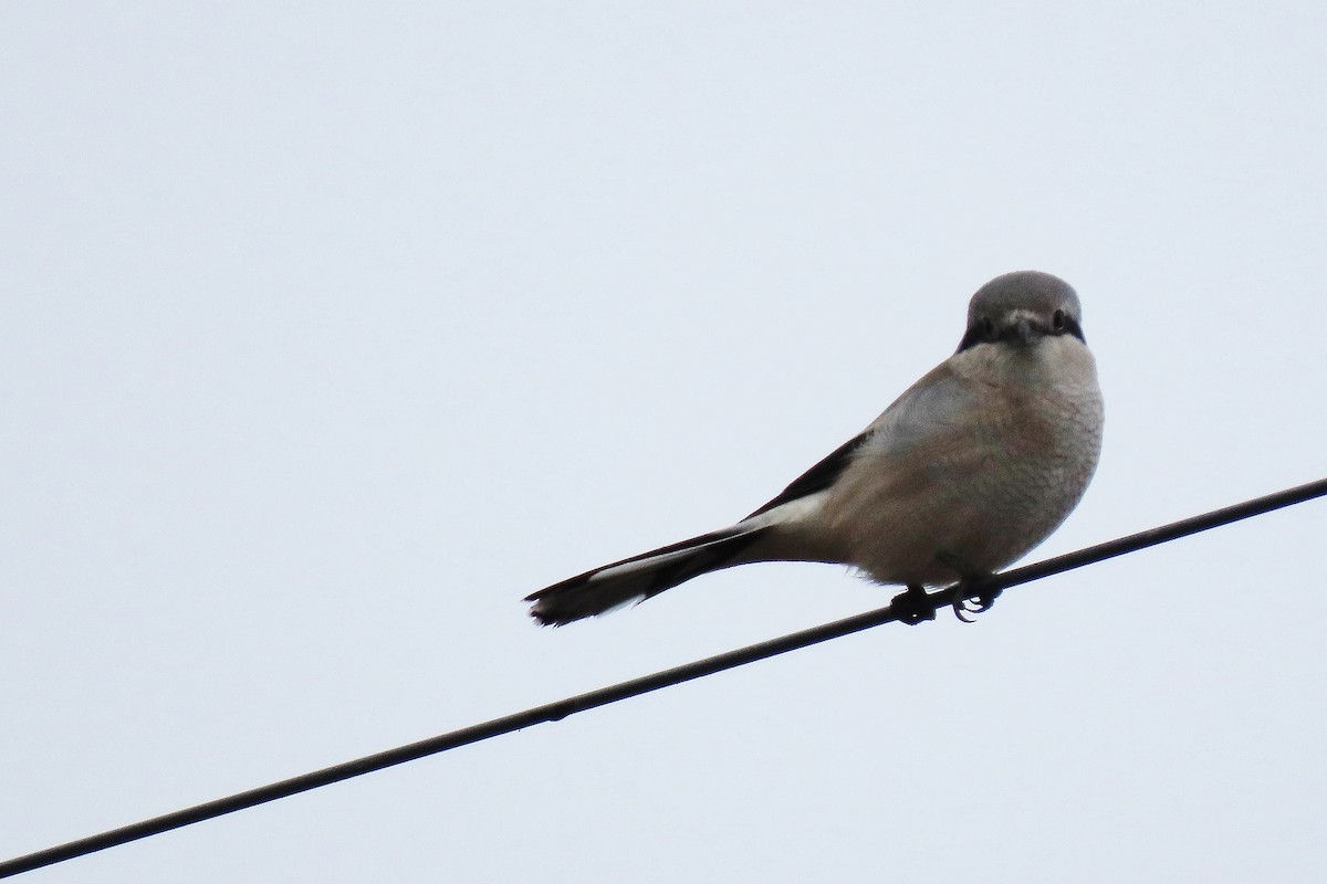 オオモズ - ML645495308