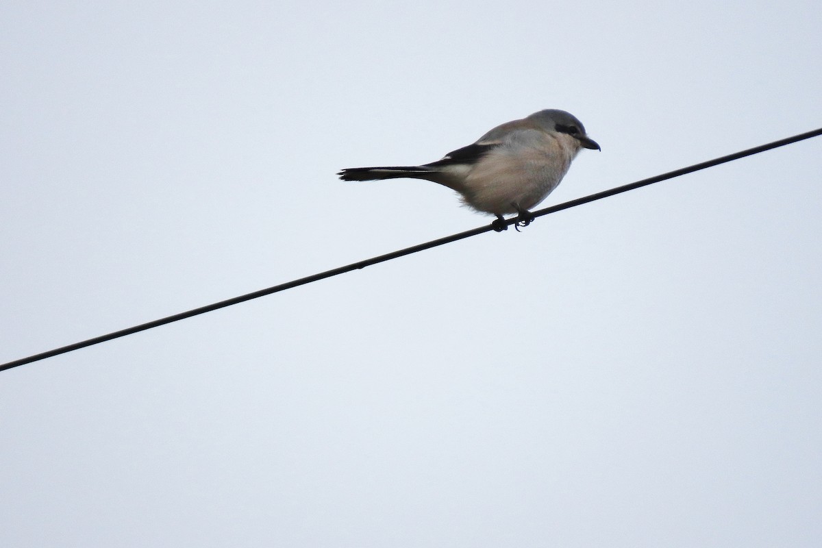 オオモズ - ML645495309