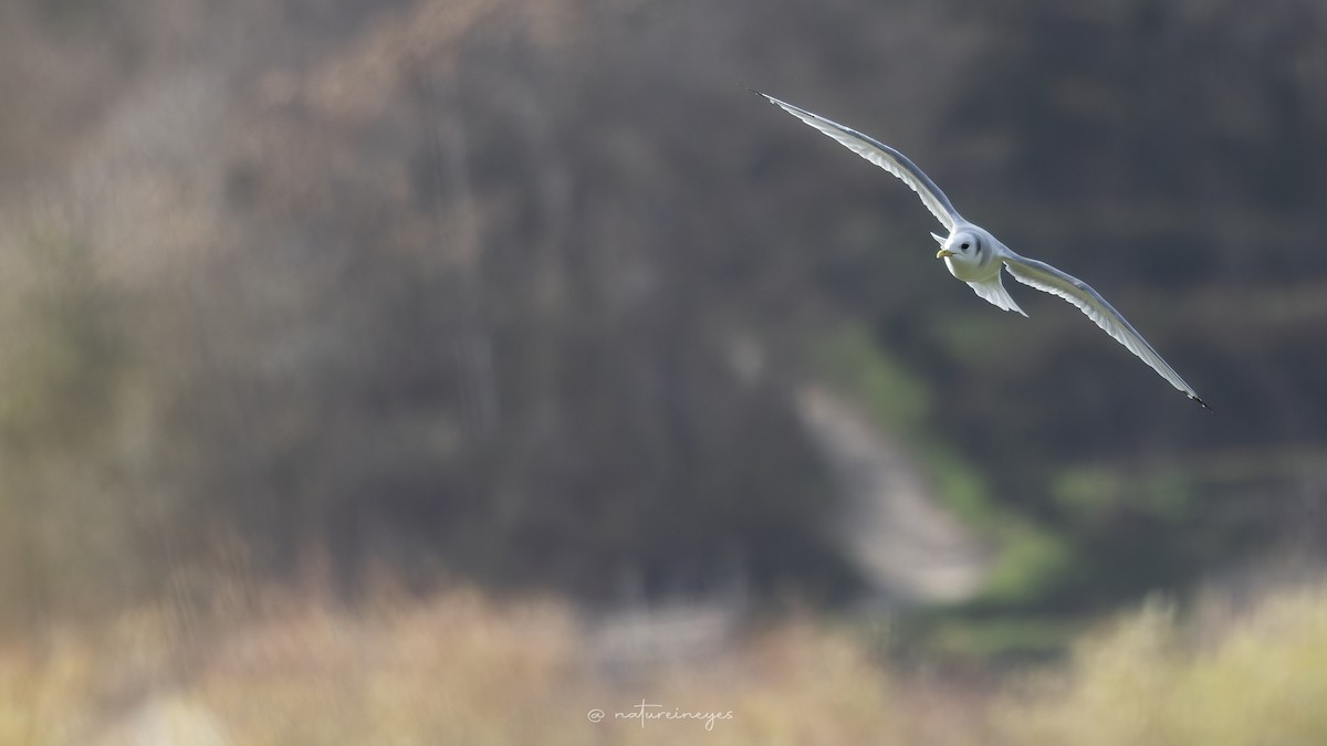 krykkje - ML645495312