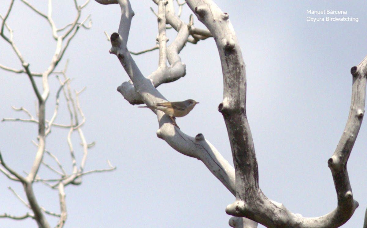 Curruca Carrasqueña Oriental - ML645495313