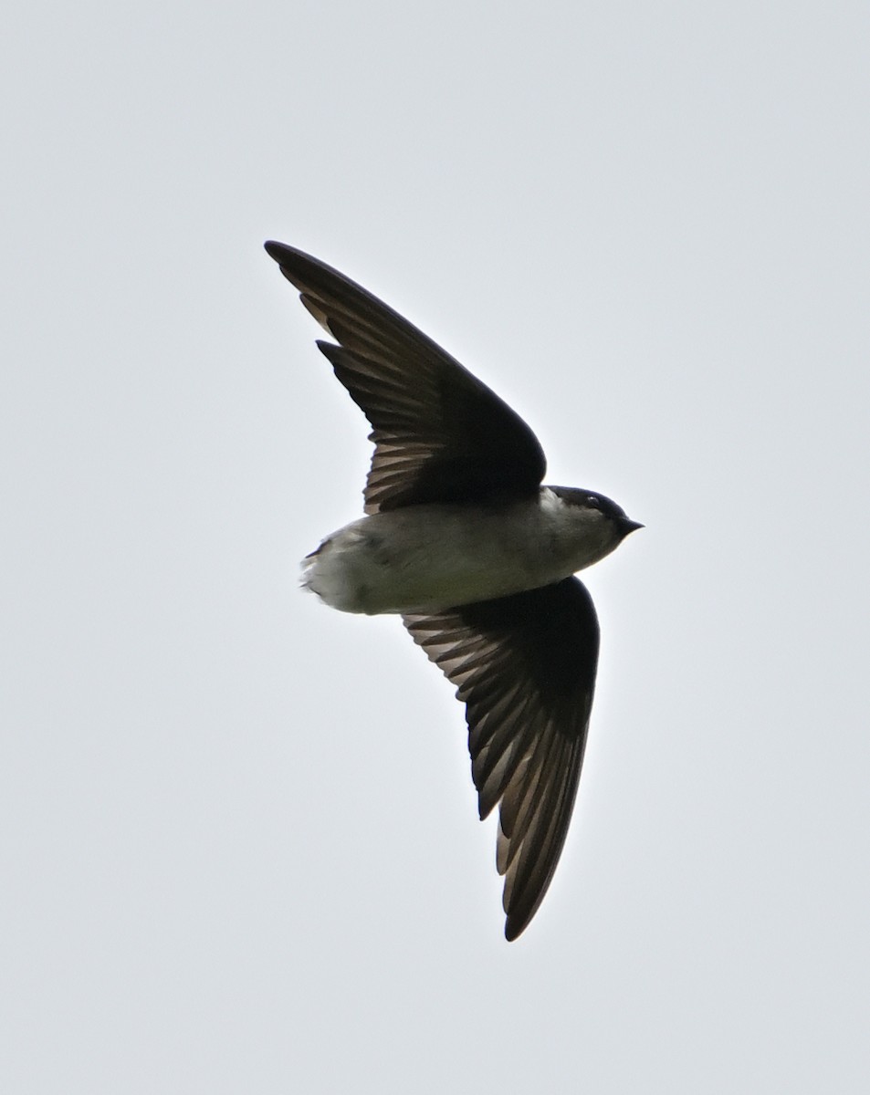 Hirondelle de Bonaparte - ML645495314