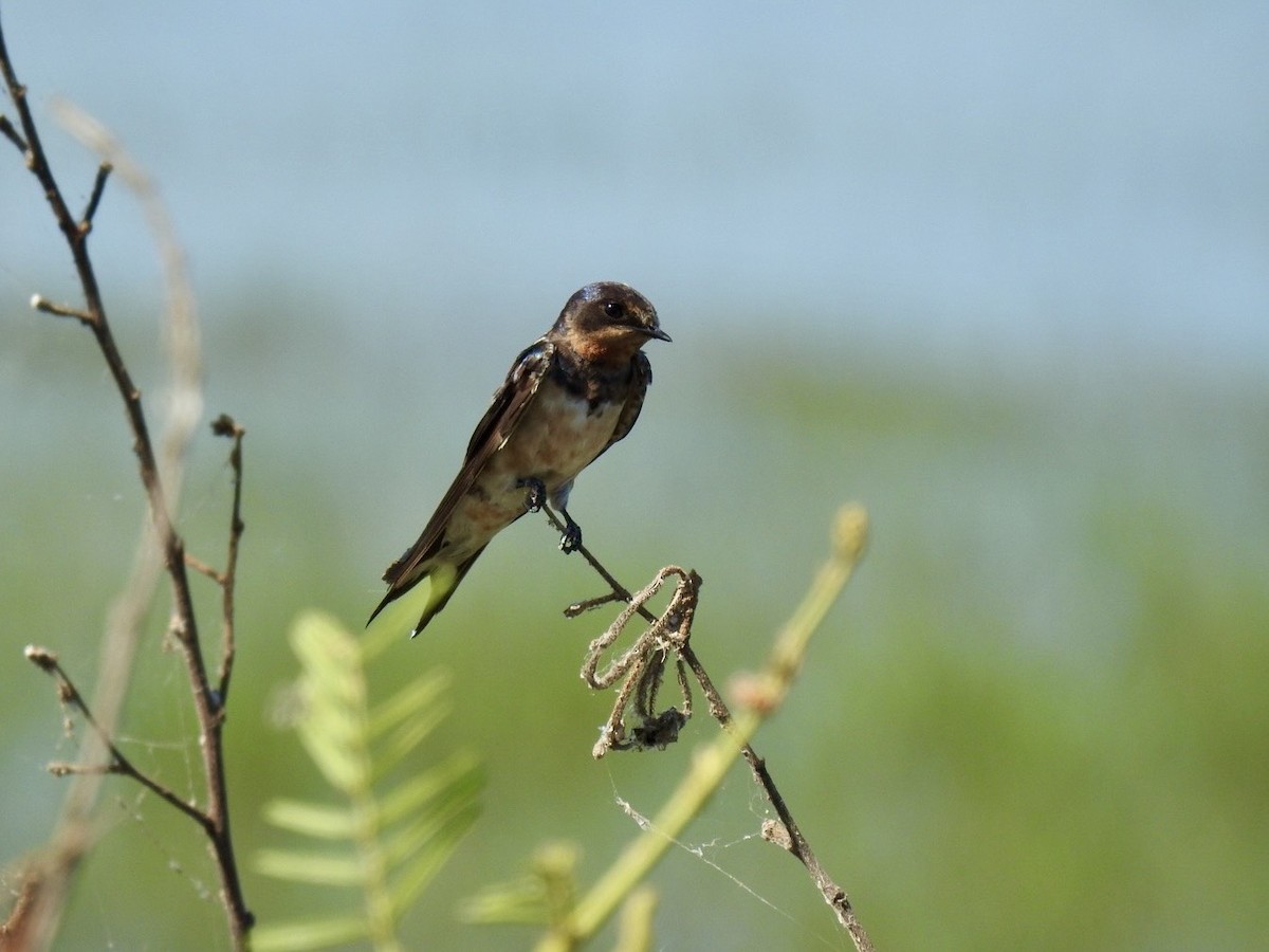 Ластівка сільська - ML645495315
