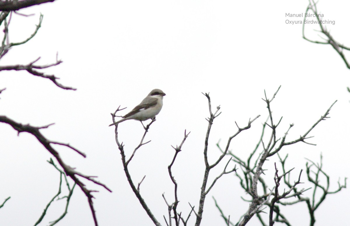 Чернолобый сорокопут - ML645495320