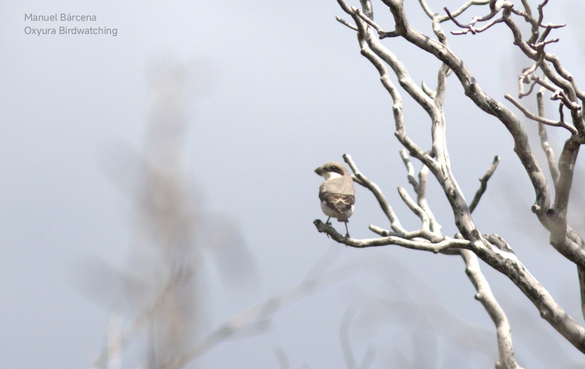 Чернолобый сорокопут - ML645495323