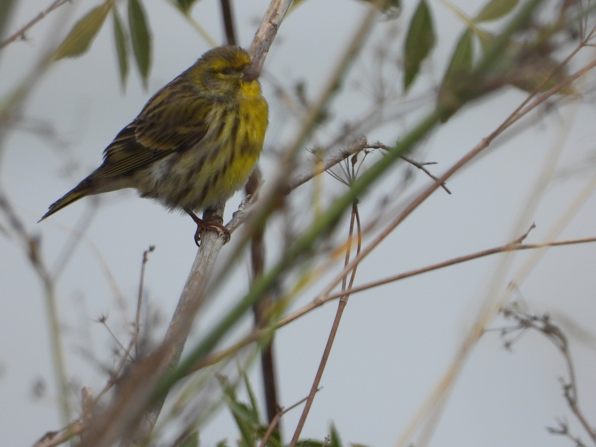 Txirriskila arrunta - ML645495335