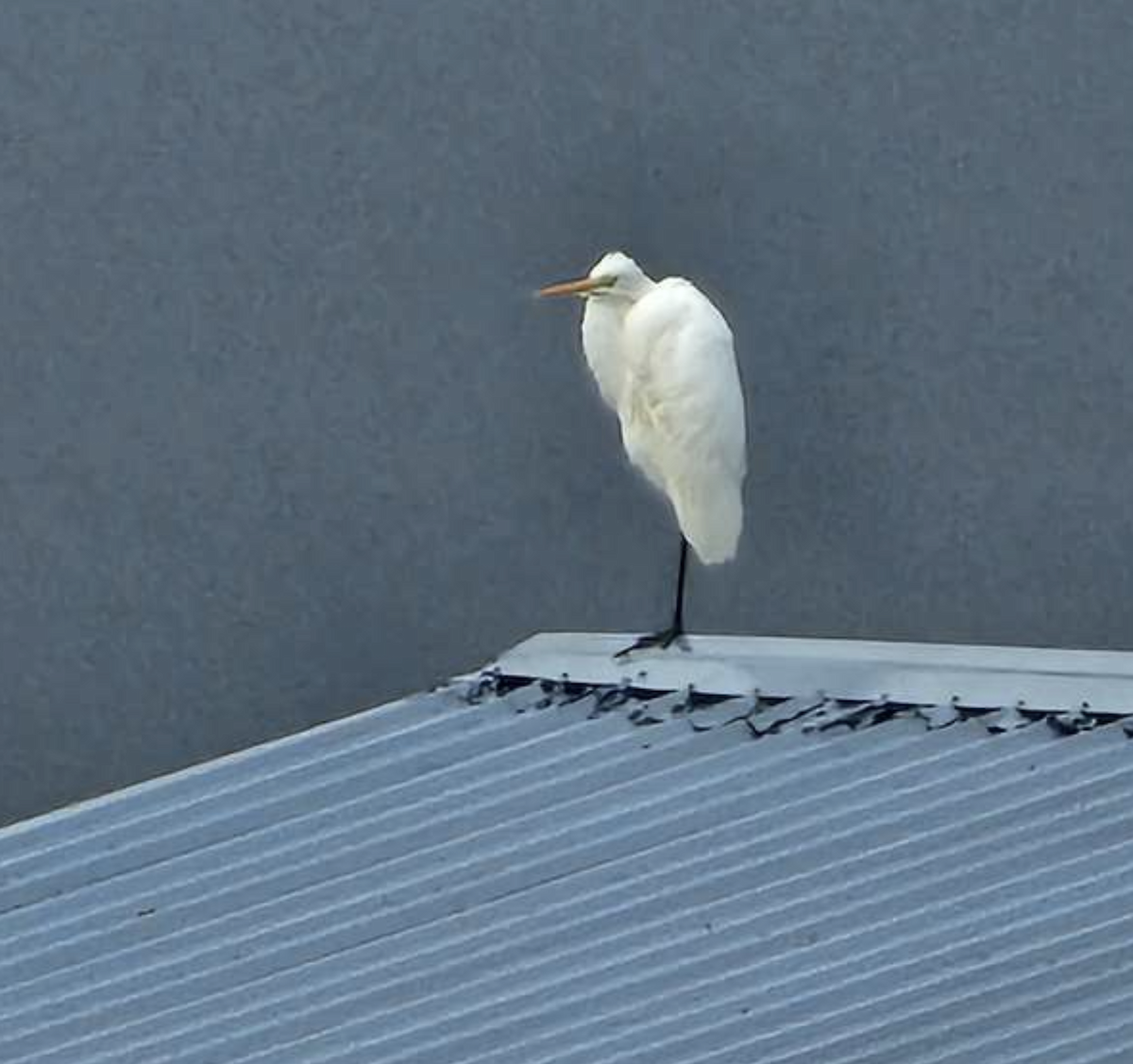 Цасч дэглий - ML645495354