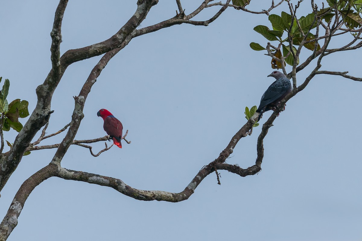 Papua Eklektus Papağanı - ML645495355