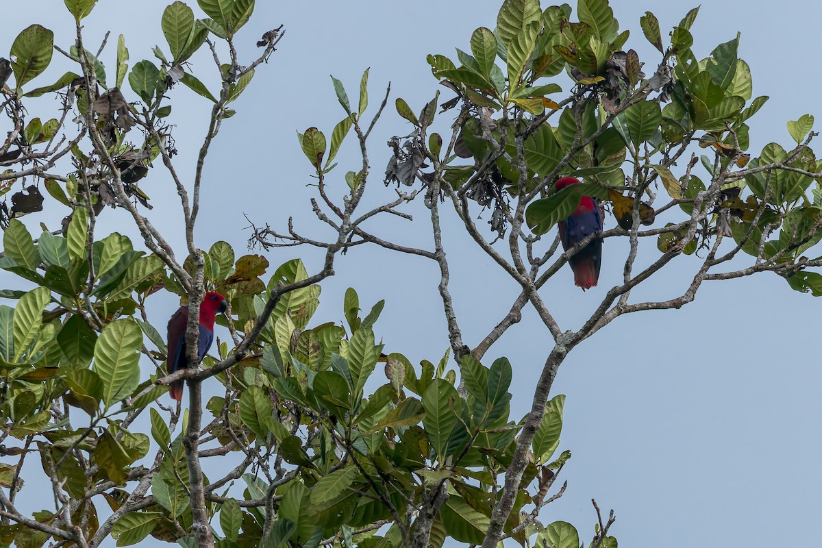 Papua Eklektus Papağanı - ML645495356