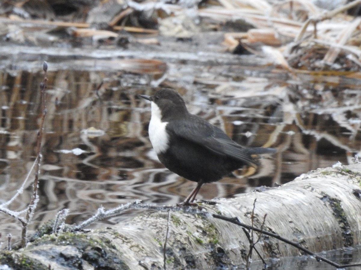 White-throated Dipper - ML645495372