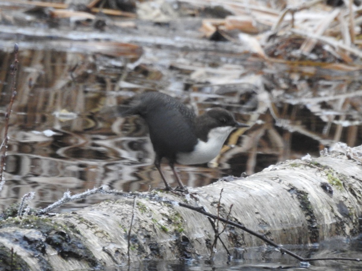 White-throated Dipper - ML645495373