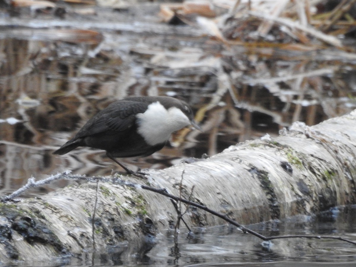 White-throated Dipper - ML645495374