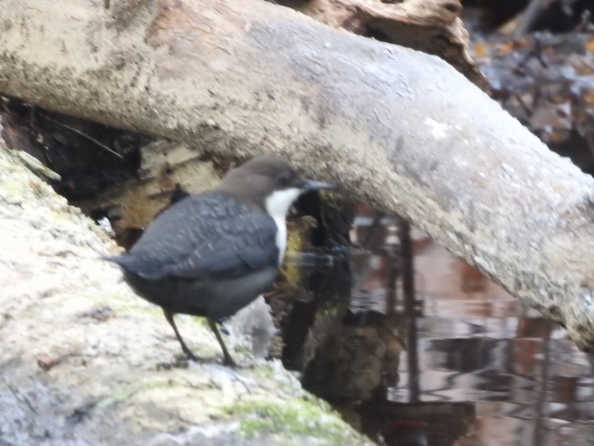 White-throated Dipper - ML645495375