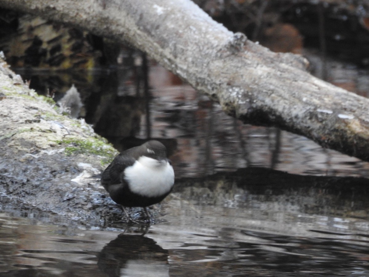 White-throated Dipper - ML645495376