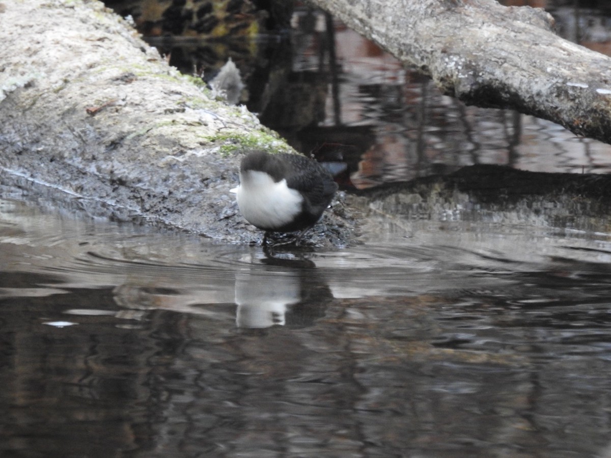 White-throated Dipper - ML645495377