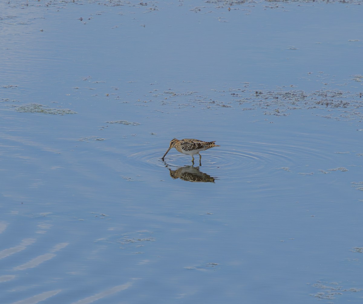Wilson's Snipe - ML645495393