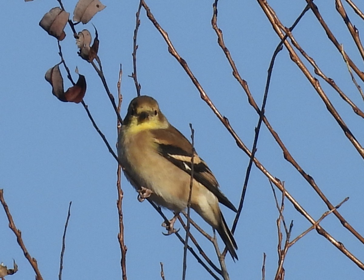 čížek žlutý - ML645495404