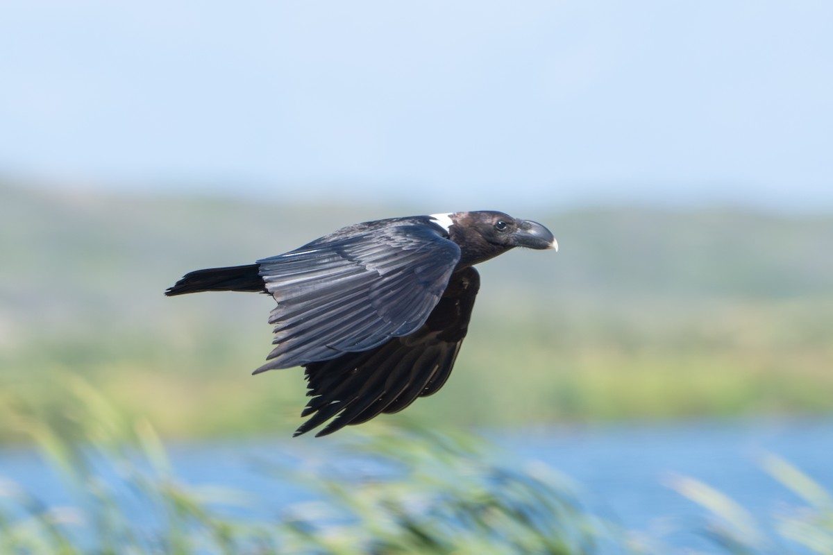 White-necked Raven - ML645495406