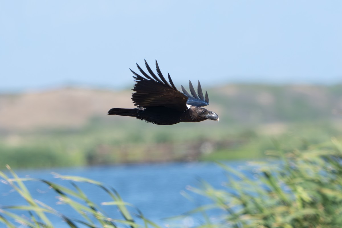 White-necked Raven - ML645495409