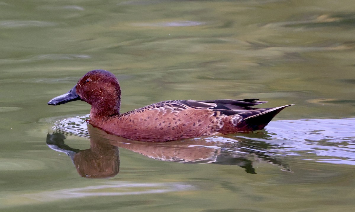 Zertzeta kanelakara - ML645495414