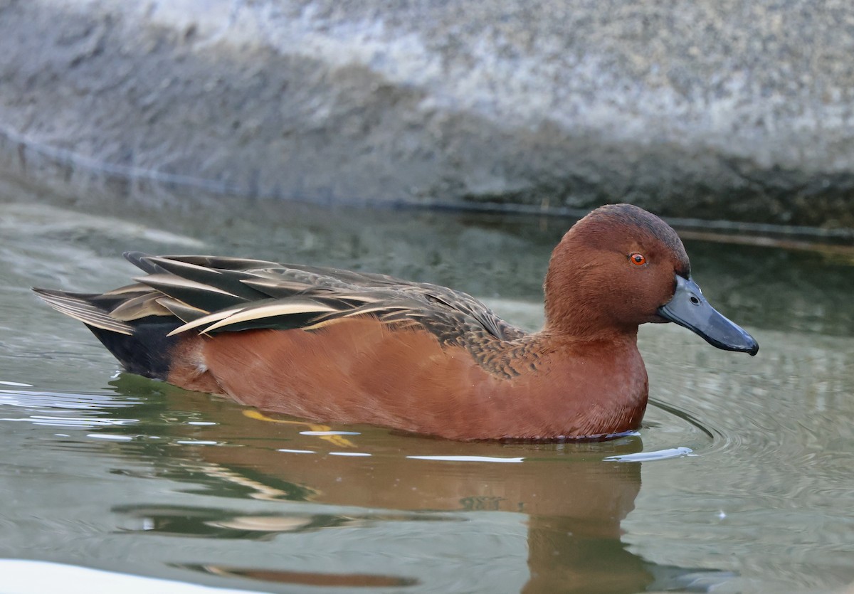 Zertzeta kanelakara - ML645495416