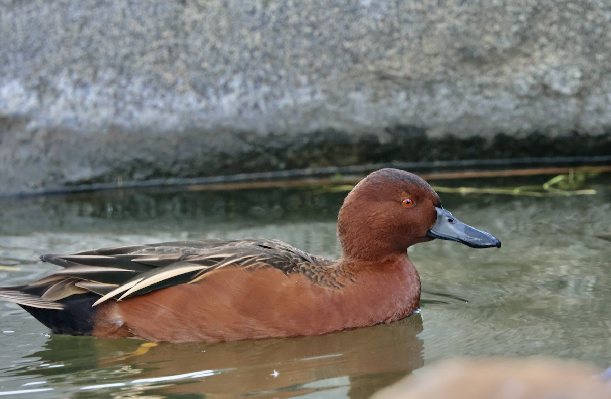 Zertzeta kanelakara - ML645495417