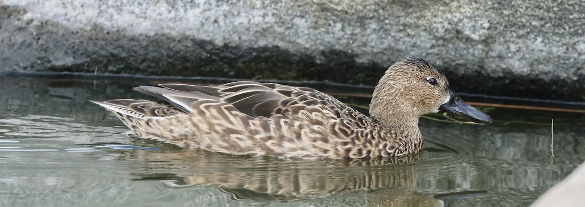 Zertzeta kanelakara - ML645495418