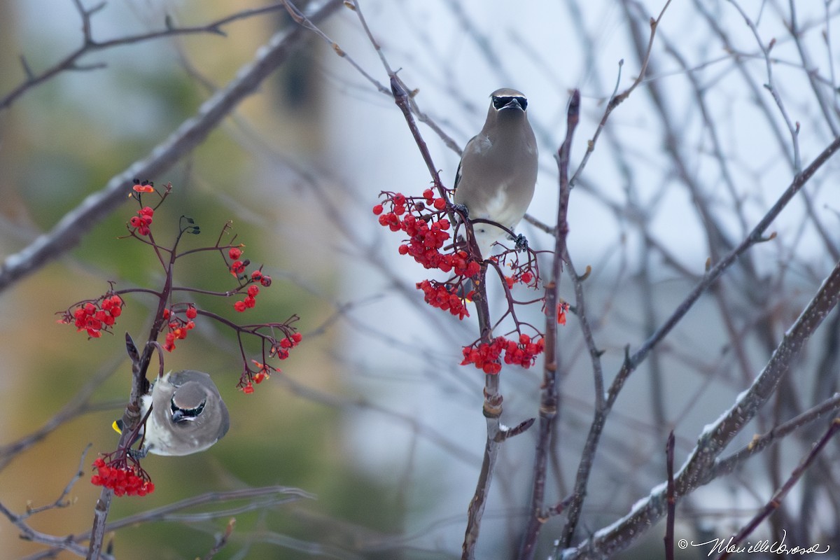 ヒメレンジャク - ML645495422