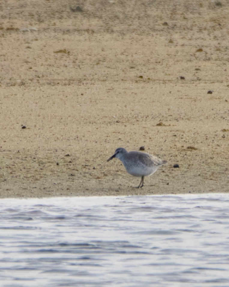 jespák rezavý - ML645495430