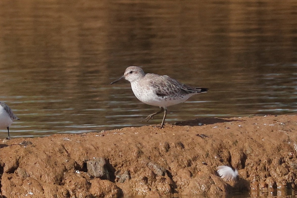 jespák rezavý - ML645495449