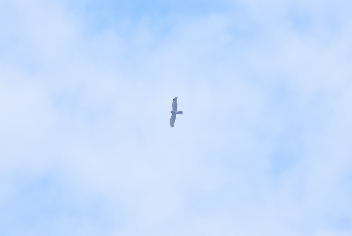 Gray-faced Buzzard - ML645495456