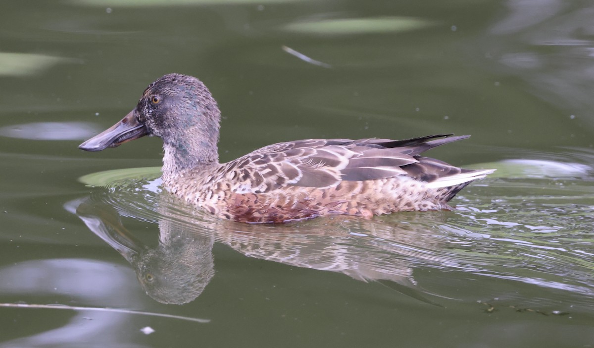 Ahate mokozabal zuria - ML645495457