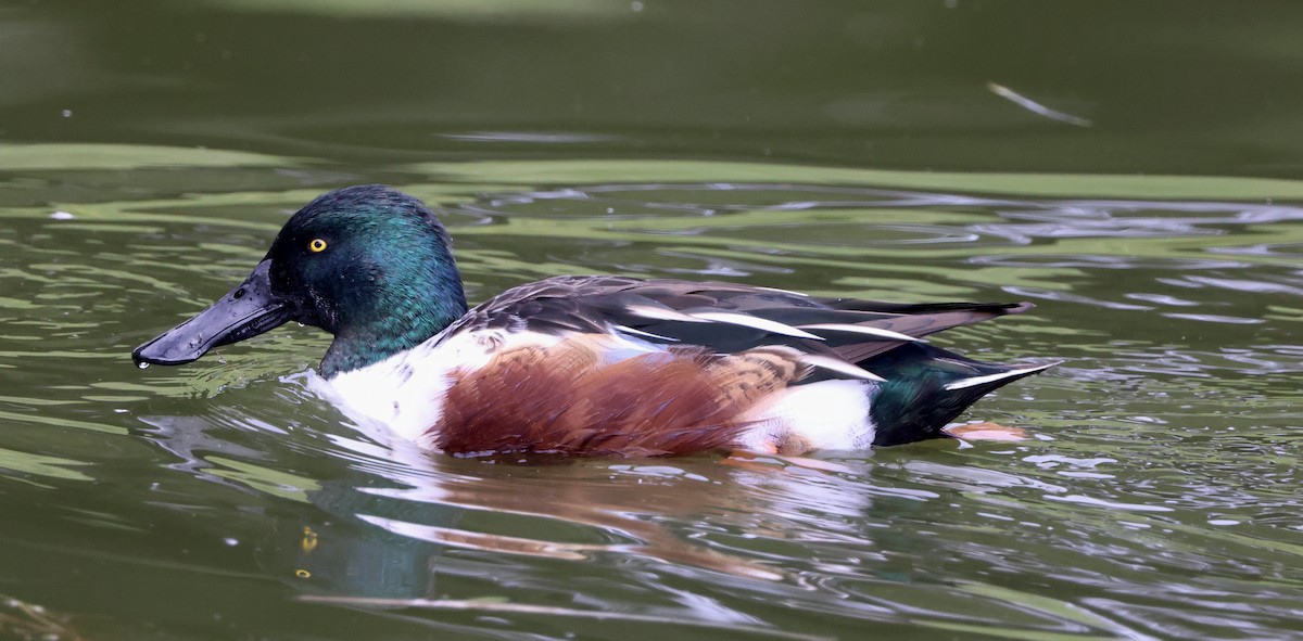 Ahate mokozabal zuria - ML645495458