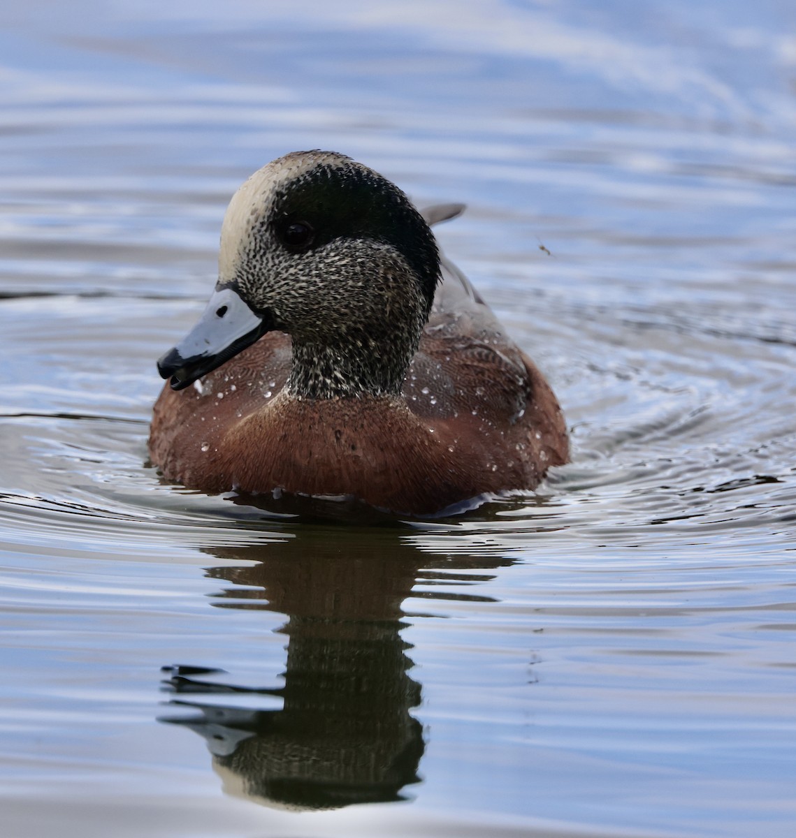 Ahate txistulari amerikarra - ML645495468