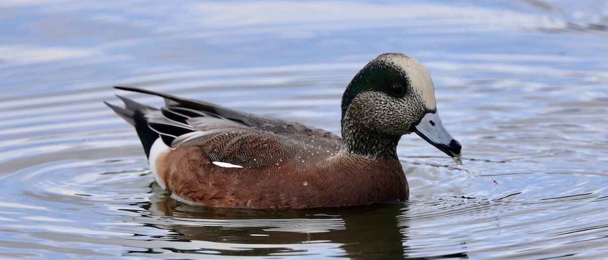 Ahate txistulari amerikarra - ML645495469