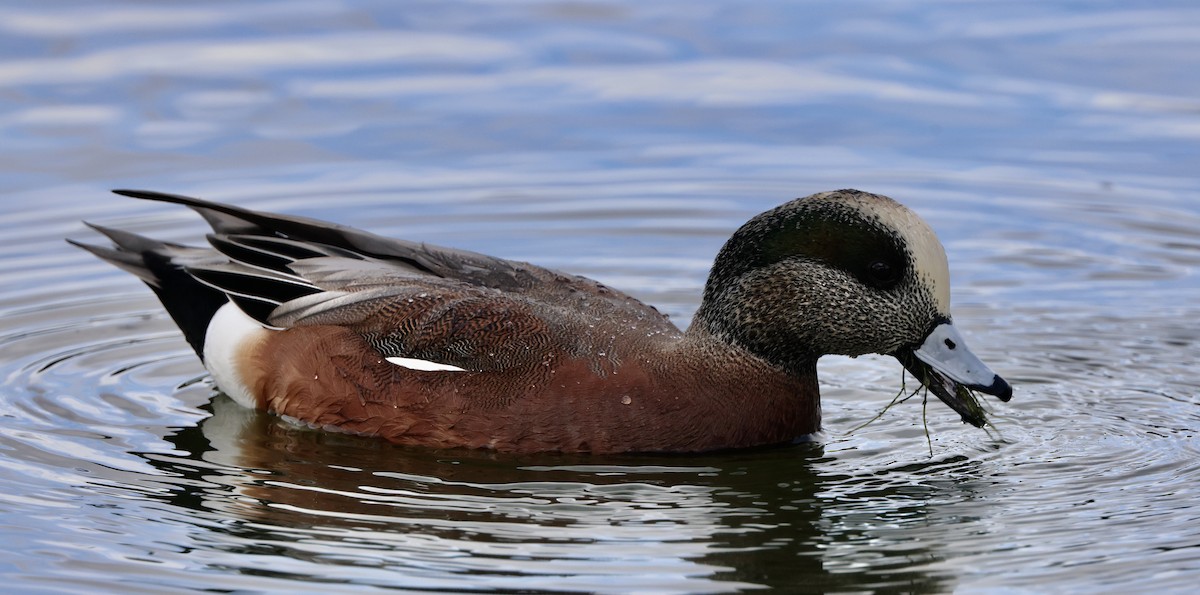 Ahate txistulari amerikarra - ML645495470