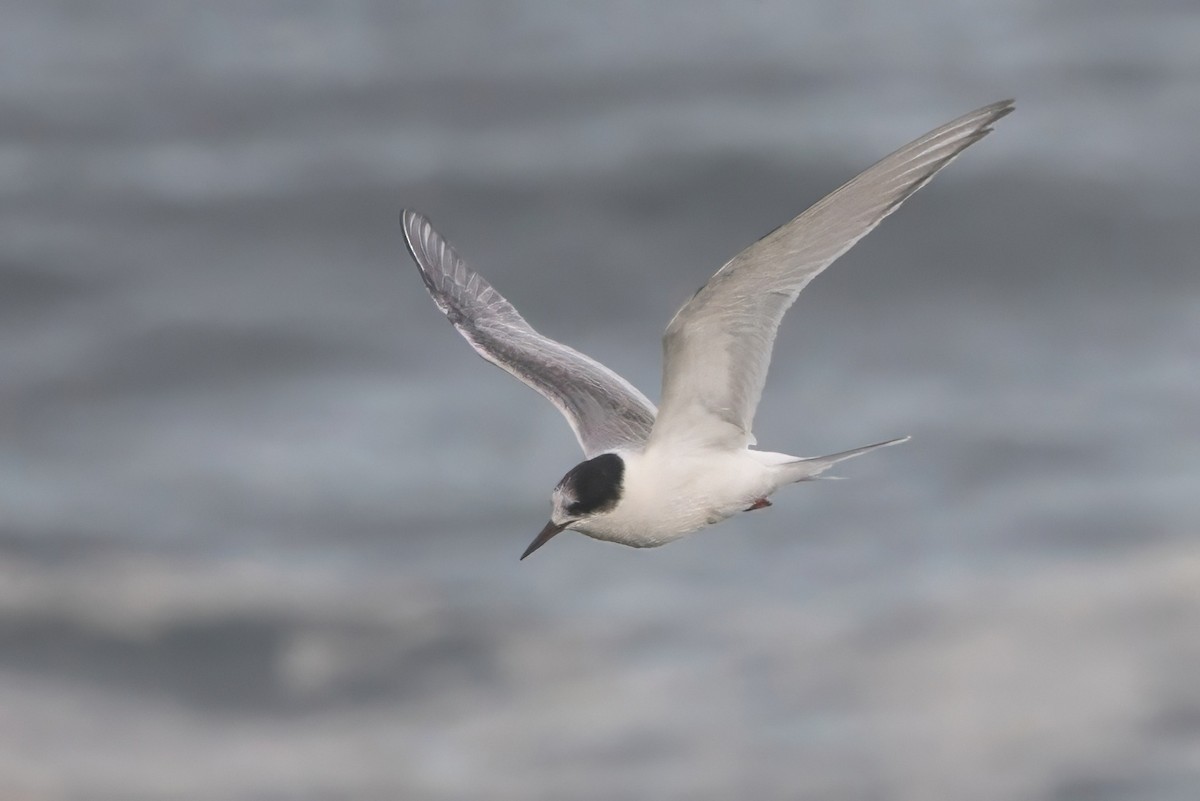 Arctic Tern - ML645495471