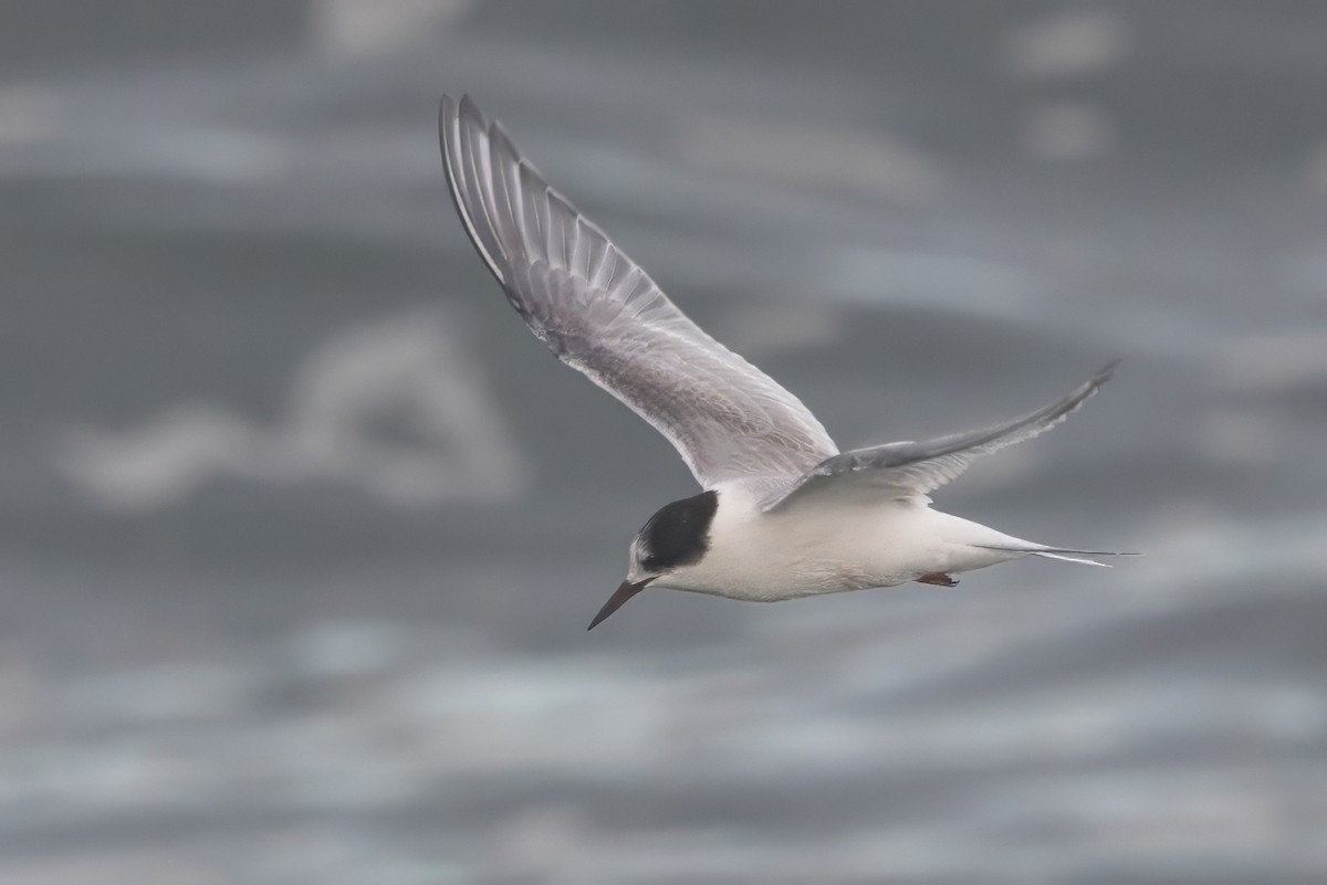 Arctic Tern - ML645495472