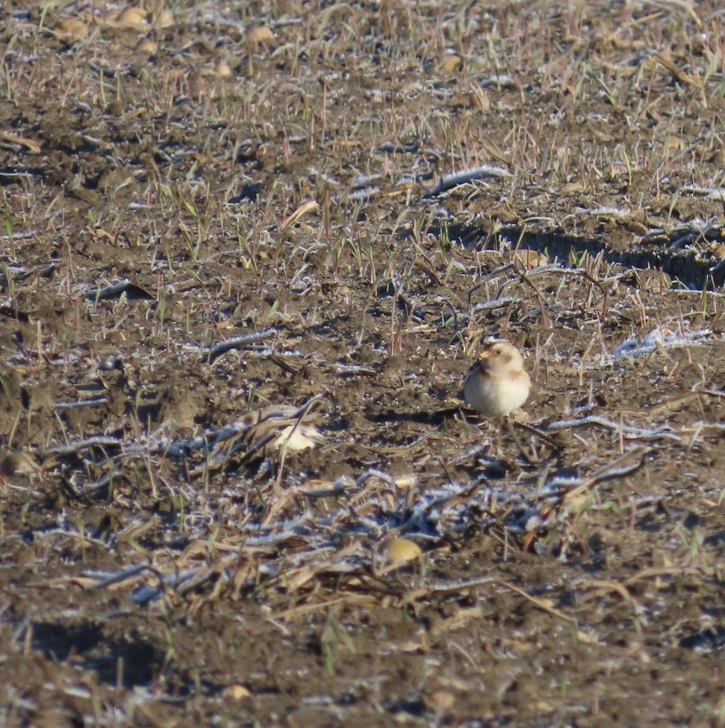 Schneeammer - ML645495473