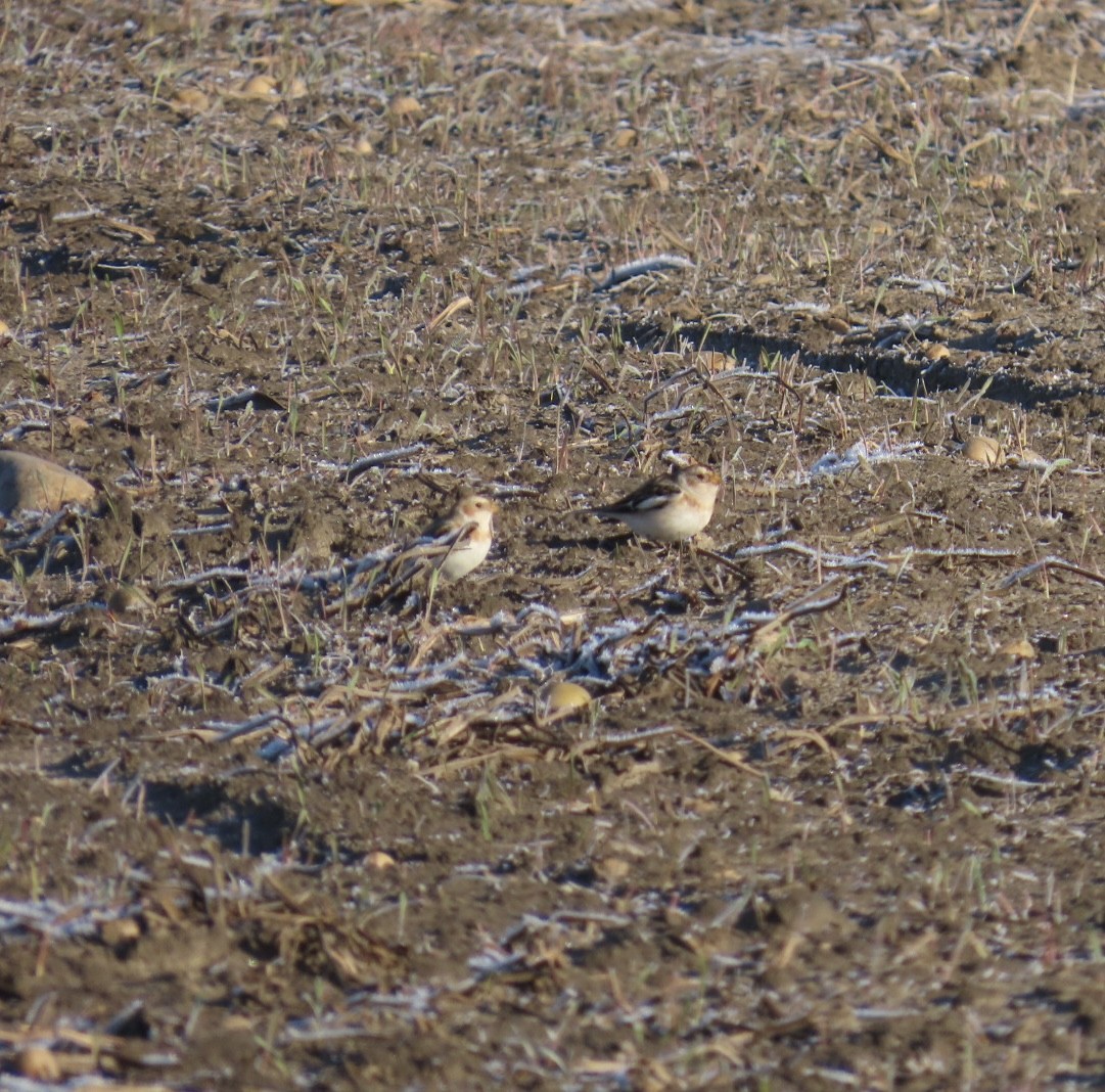 Schneeammer - ML645495474