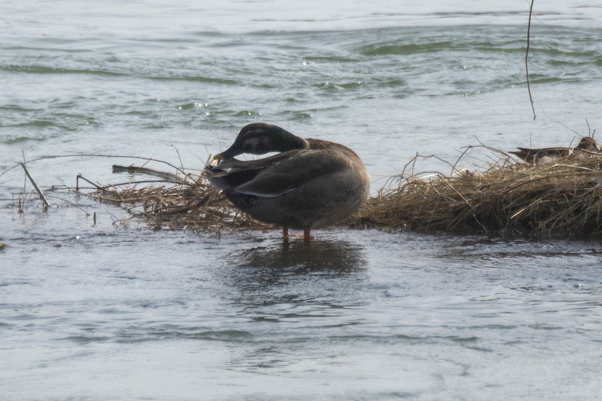 kachna čínská x divoká (hybrid) - ML645495476